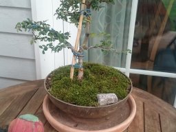 Bonsai