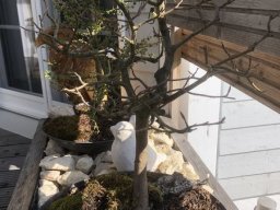 Bonsai