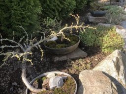 Bonsai